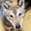 迷子犬の画像