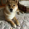 迷子犬の画像