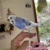 迷子鳥の画像