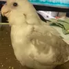 迷子鳥の画像