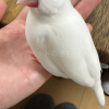 迷子鳥の画像