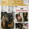 迷子猫の画像
