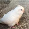 迷子鳥の画像