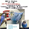 迷子鳥の画像