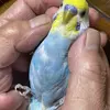 迷子鳥の画像
