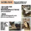 迷子猫の画像