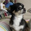 迷子犬の画像