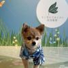迷子犬の画像