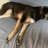 迷子犬の画像