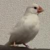 迷子鳥の画像