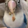 迷子鳥の画像
