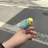 保護鳥の画像