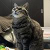 迷子猫の画像