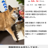 迷子犬の画像