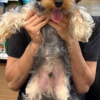 迷子犬の画像