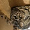 迷子猫の画像