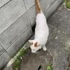 迷子猫の画像