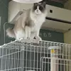 迷子猫の画像