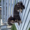 迷子犬の画像
