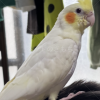 迷子鳥の画像