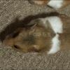 迷子ペットの画像