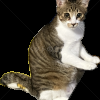 迷子猫の画像