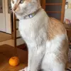 迷子猫の画像