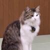迷子猫の画像