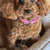 迷子犬の画像
