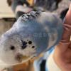 迷子鳥の画像