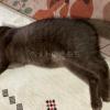迷子猫の画像