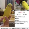 迷子鳥の画像
