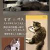 迷子猫の画像