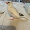 迷子鳥の画像