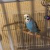 迷子鳥の画像