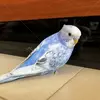迷子鳥の画像