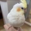 迷子鳥の画像