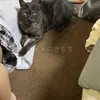迷子猫の画像