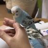 迷子鳥の画像