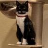 迷子猫の画像