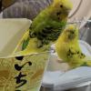 迷子鳥の画像