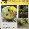 迷子鳥の画像