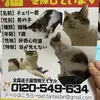 迷子猫の画像