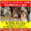 迷子犬の画像