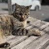 迷子猫の画像