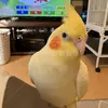 迷子鳥の画像