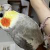 迷子鳥の画像