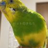 迷子鳥の画像