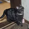 迷子猫の画像