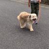 保護犬の画像
